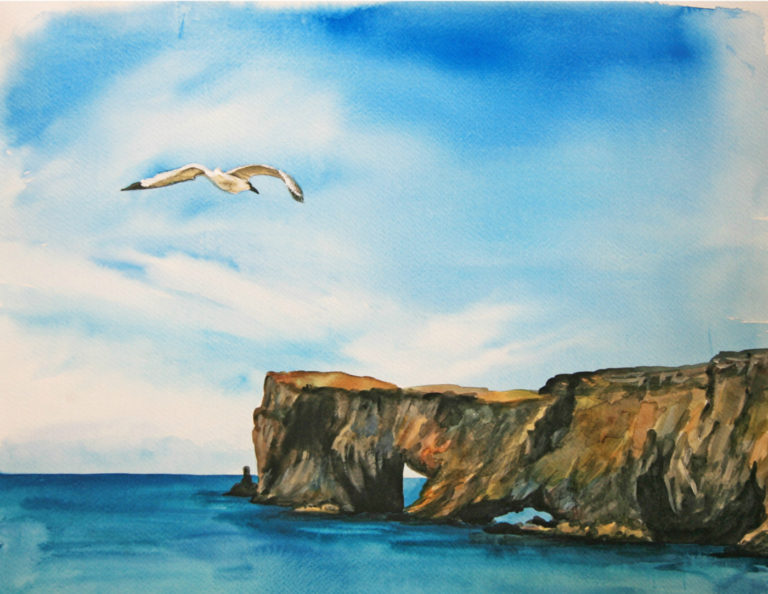 A054R1041_Dyrholaey_Gull