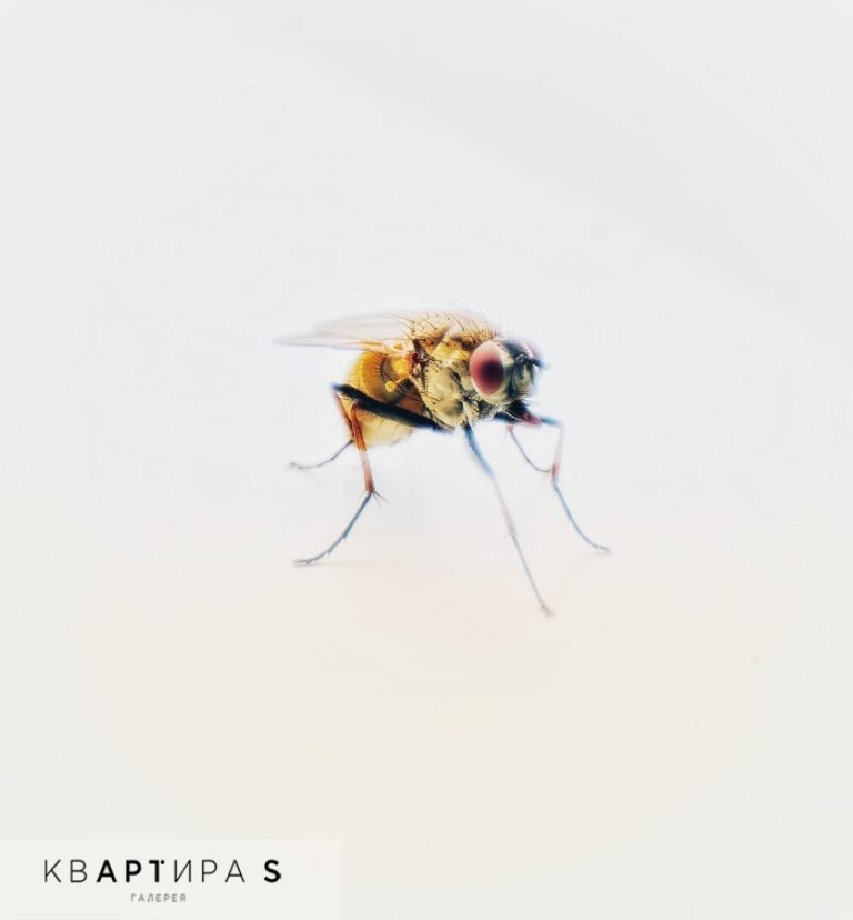 A094P1904_Fly