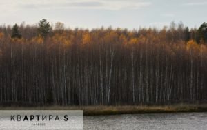 Bosco autunnale 1