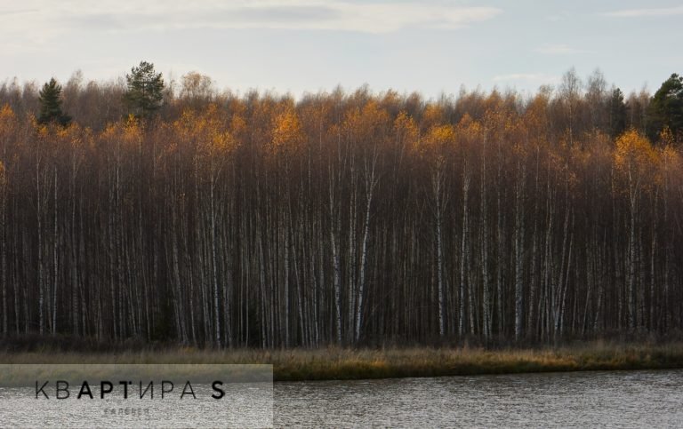 A094P1906_Autumn forest 1