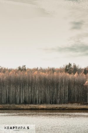 Bosco autunnale 2