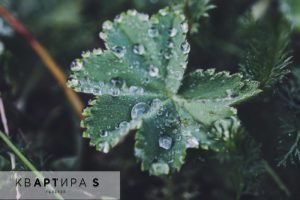 Утро на природе 1