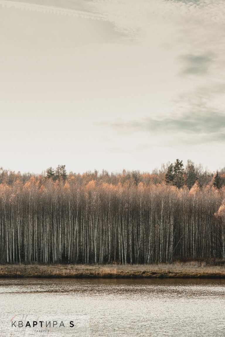 A094P1907_Autumn forest 2